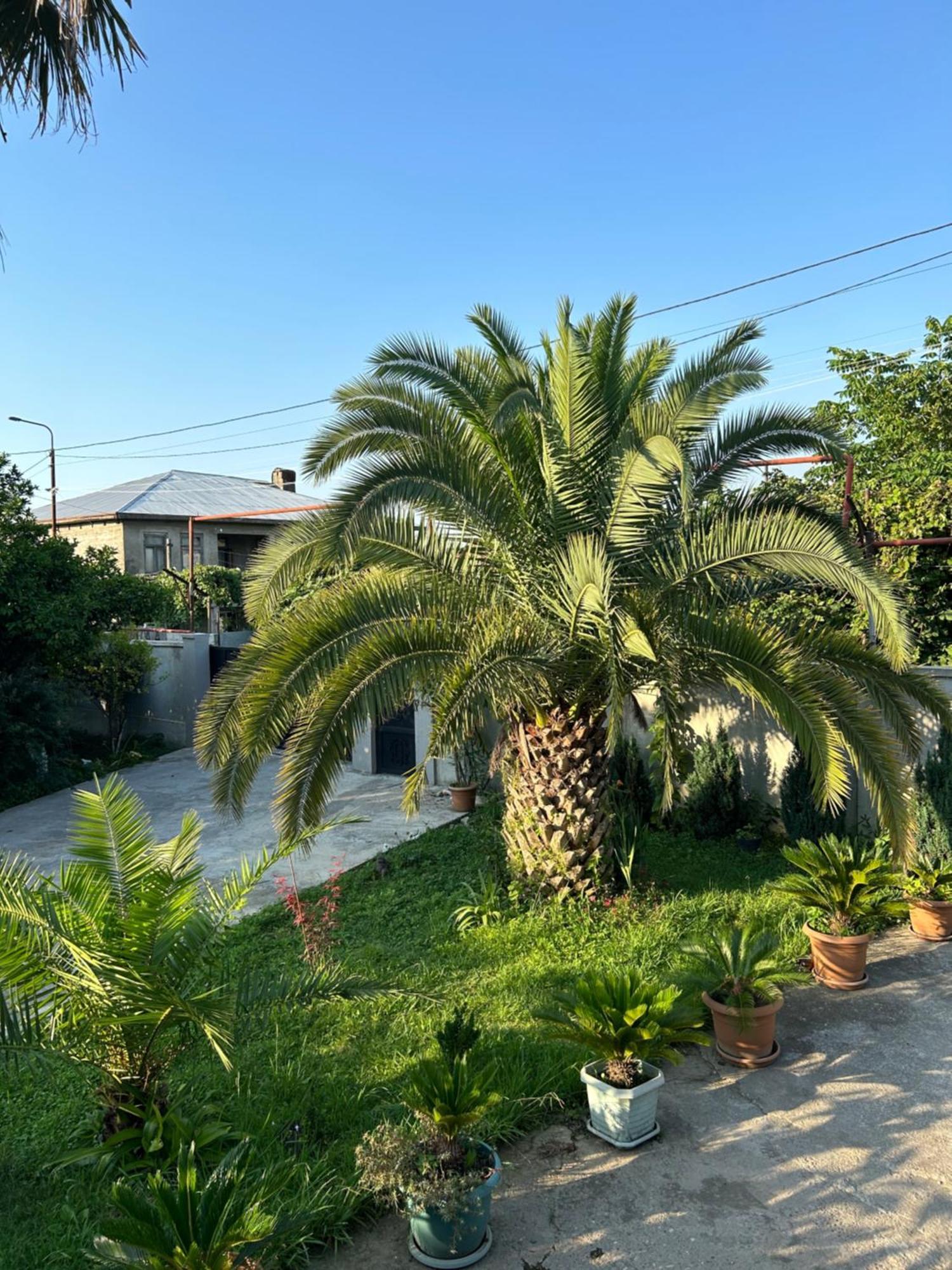 Greenview Guesthouse 巴统 外观 照片